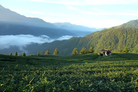 Taiwan wu world tea tree