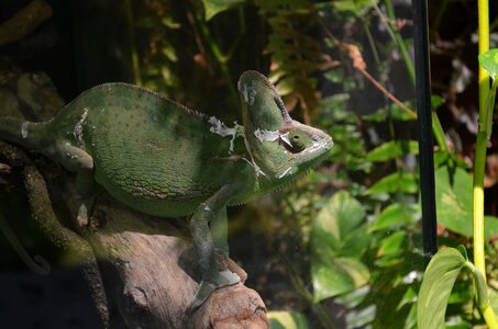 Nature reptile wildlife