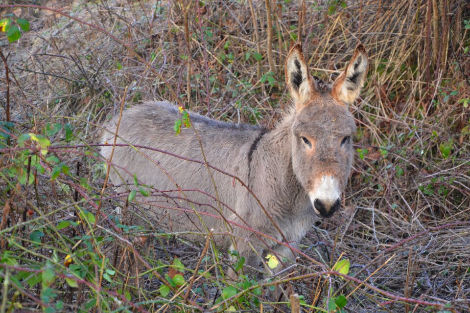 Long ears animals domestic animal photo