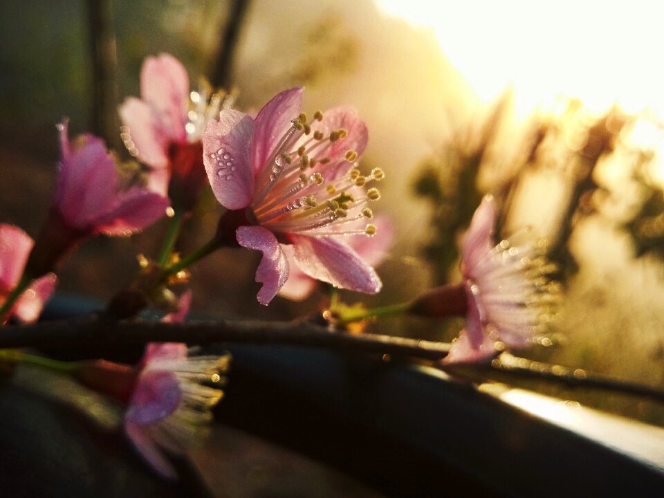 Beauty flowers bloom natural