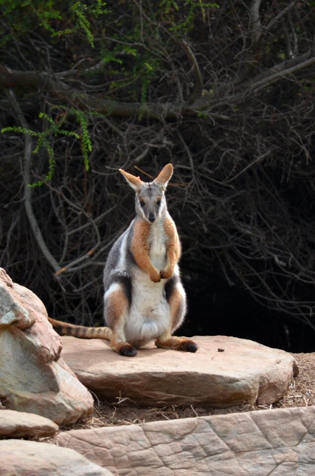 Wildlife fauna cute