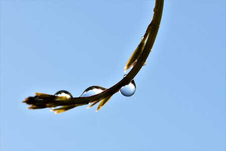 Nature water drip