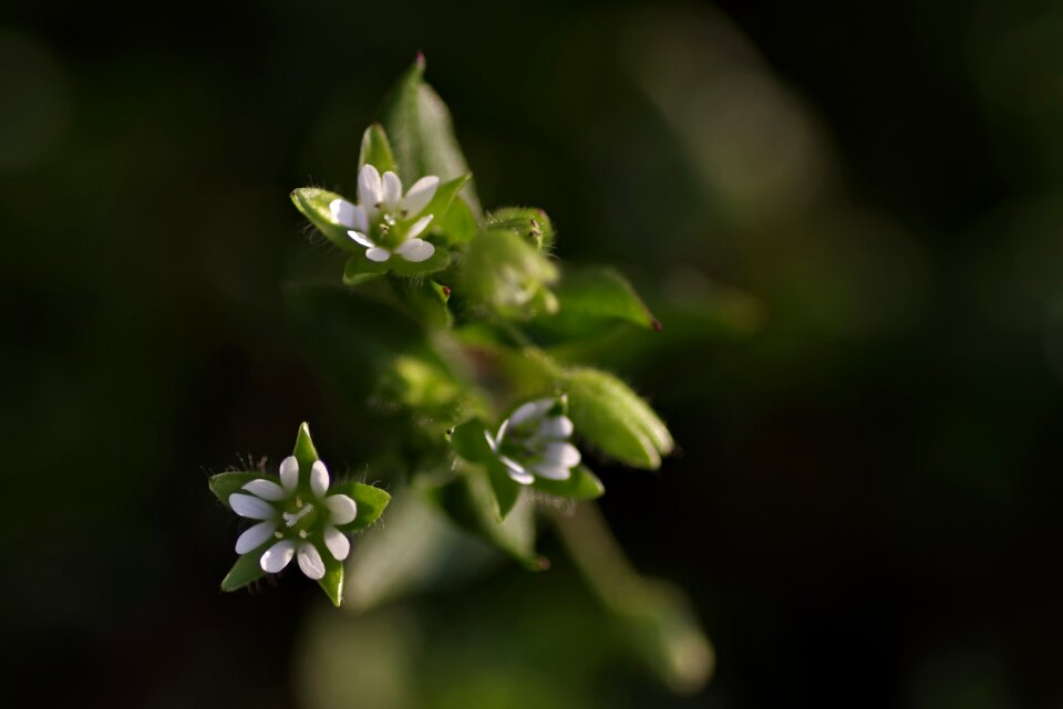 Grasshopper little flowers meadow