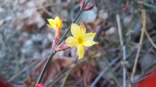 Flowers spring yellow
