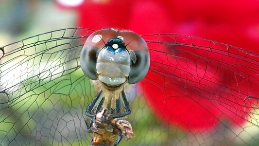 Rose nature