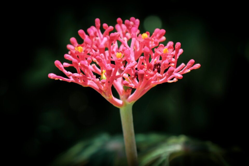 Garden red blossom