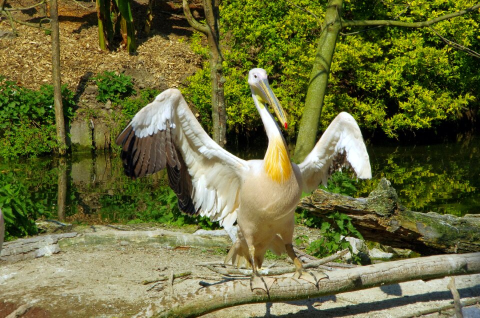 White bird zoo lille scale