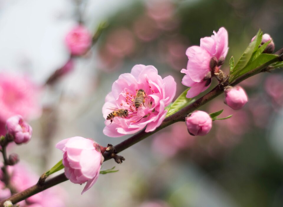 Bee plum blossom collecting nectar