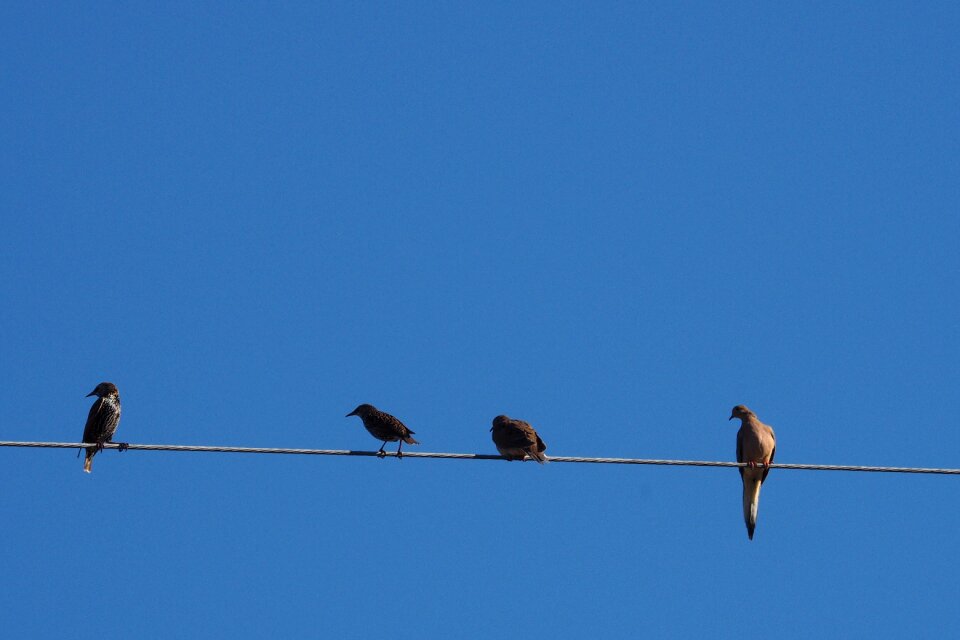 Blue sky wire