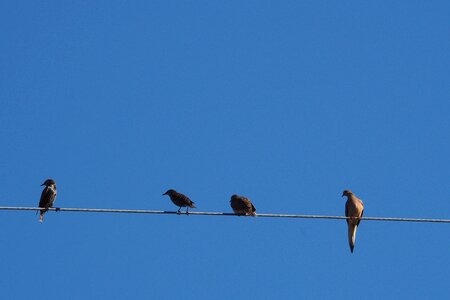 Blue sky wire