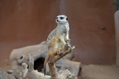 Mammal zoo eating photo