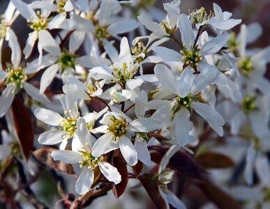 Amelanchier canadensis orchard petals