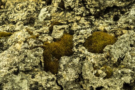 Nature moss rock lichen photo