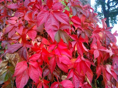 Leaves red leaf late summer