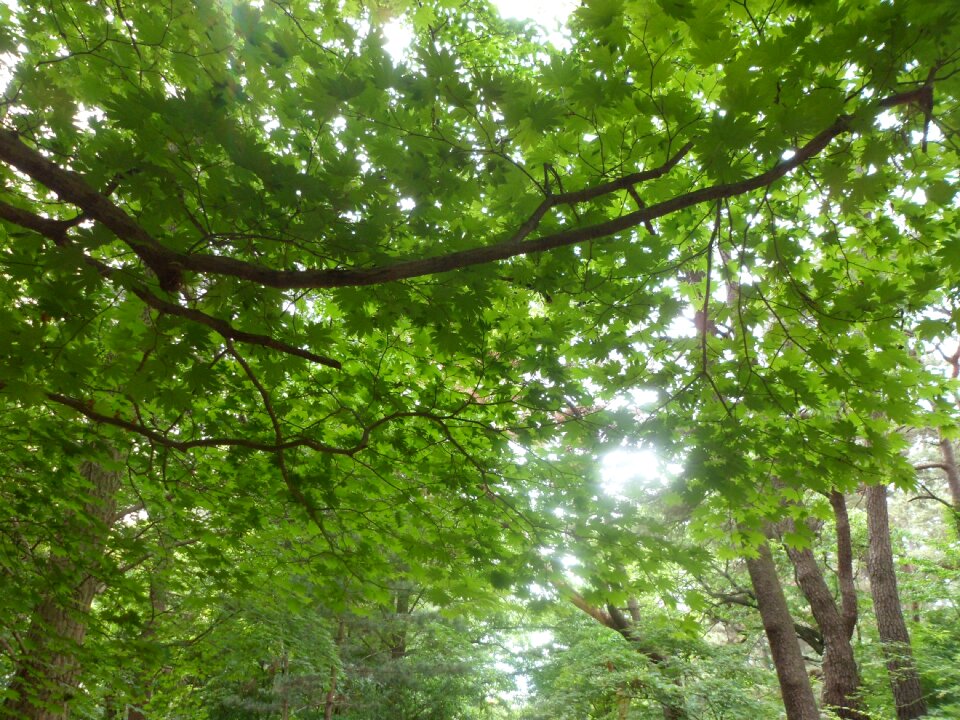 Green season forest