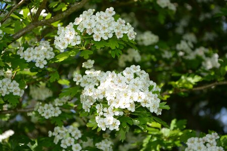 Shrub green thorny photo