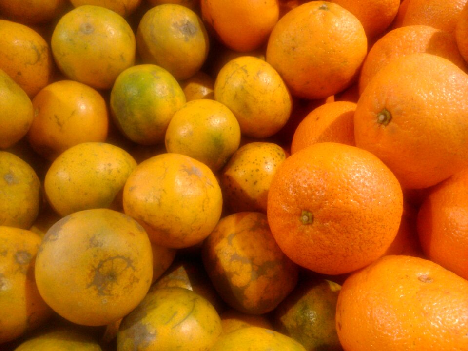 Citrus fresh juicy