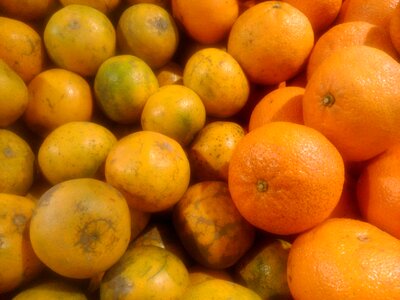 Citrus fresh juicy