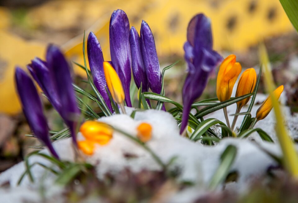 Snow greens purple