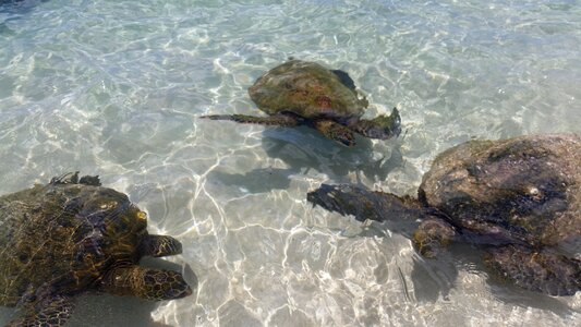 Secret beach ocean turtle