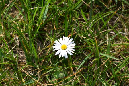 Flower white flower prato