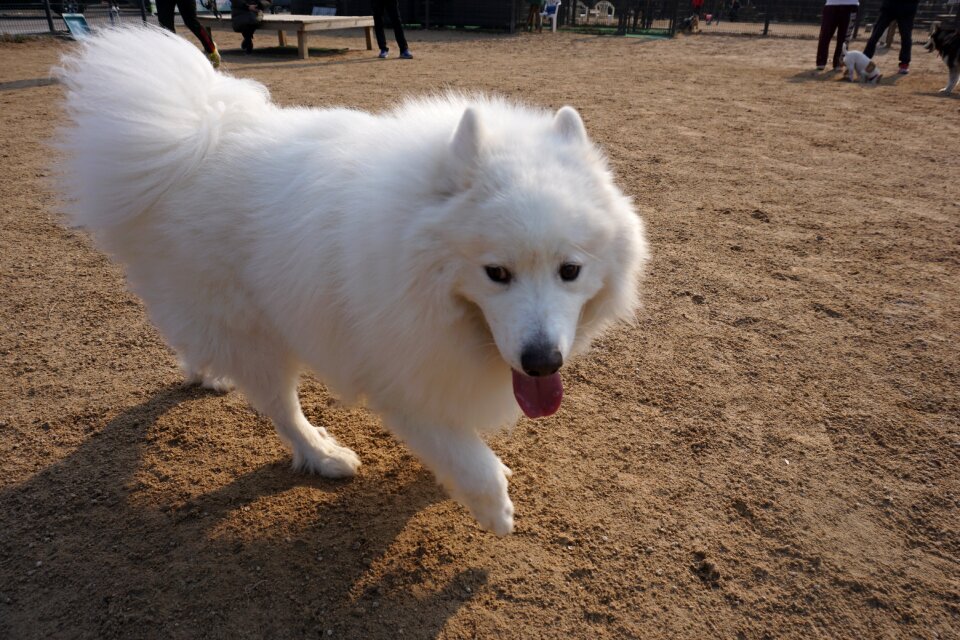Samoyed walk with white puppy