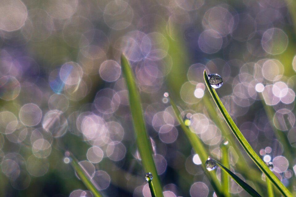 Drops morning meadow
