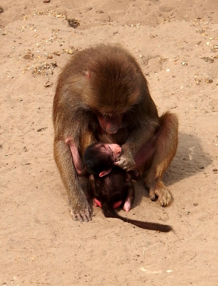 Monkey mother monkey child monkey