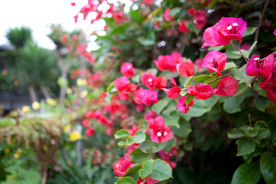 Blossom flora bloom