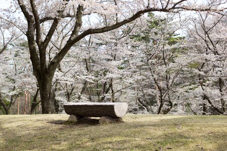 Spring wood bench