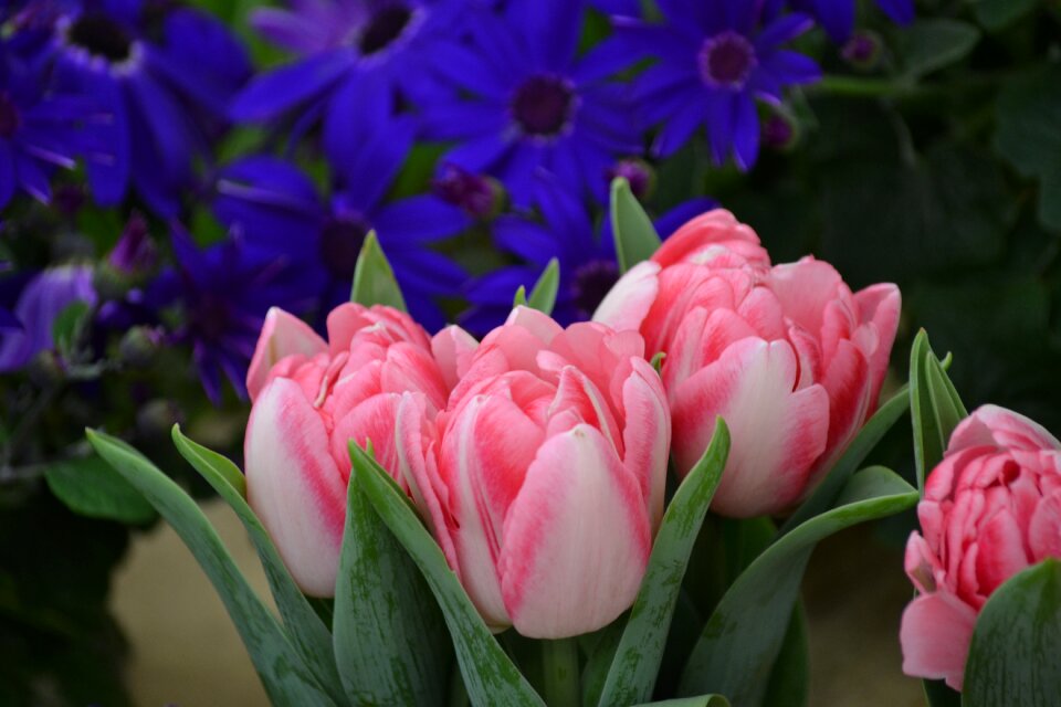 Spring pink violet