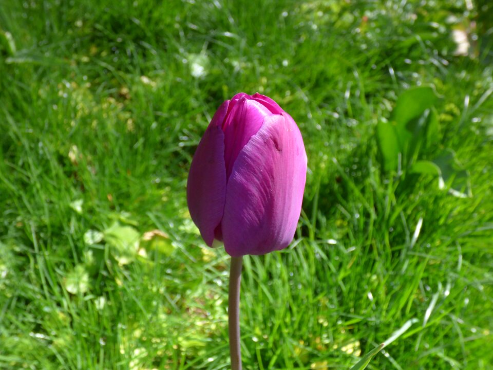 Tulip spring flower