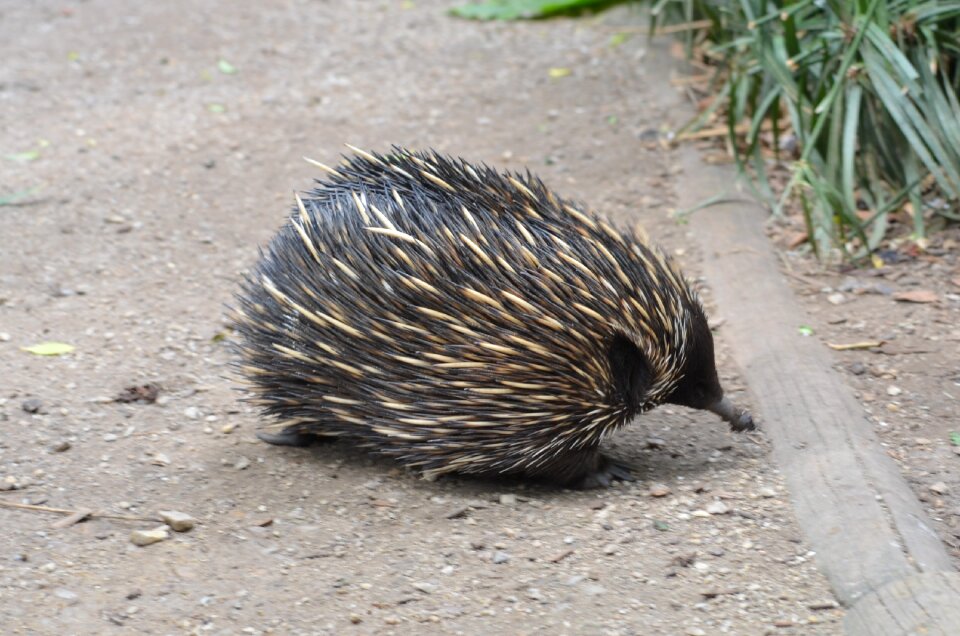 Wildlife fauna cute