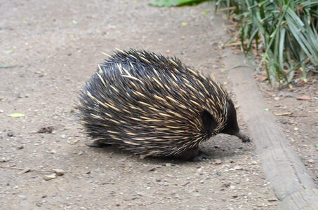 Wildlife fauna cute