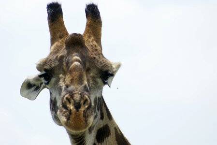 Giraffe head animal portrait safari