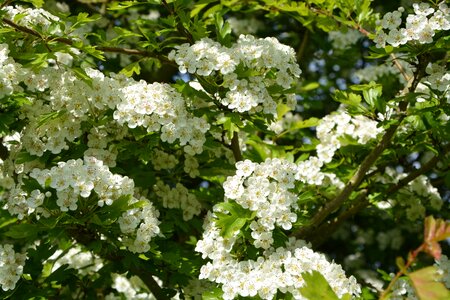 Shrub nature white flowers