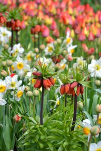 Garden spring flowers blütenmeer