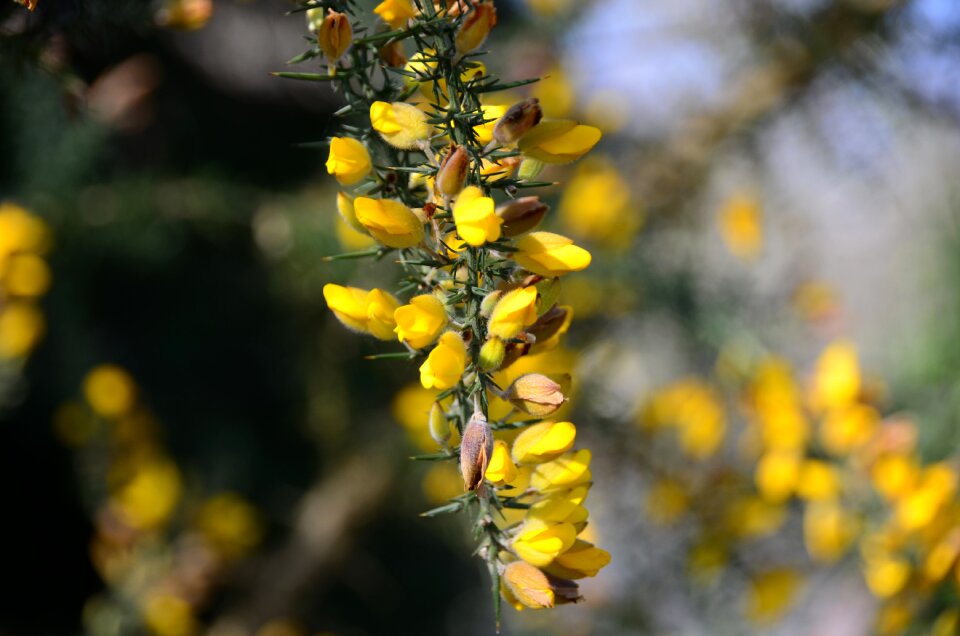 Spring nature flora