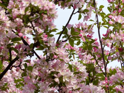 Nature blossom bloom photo