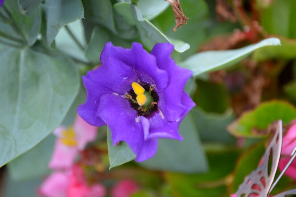 Bluebell lisianthus