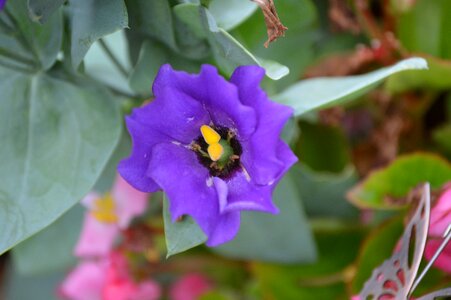Bluebell lisianthus