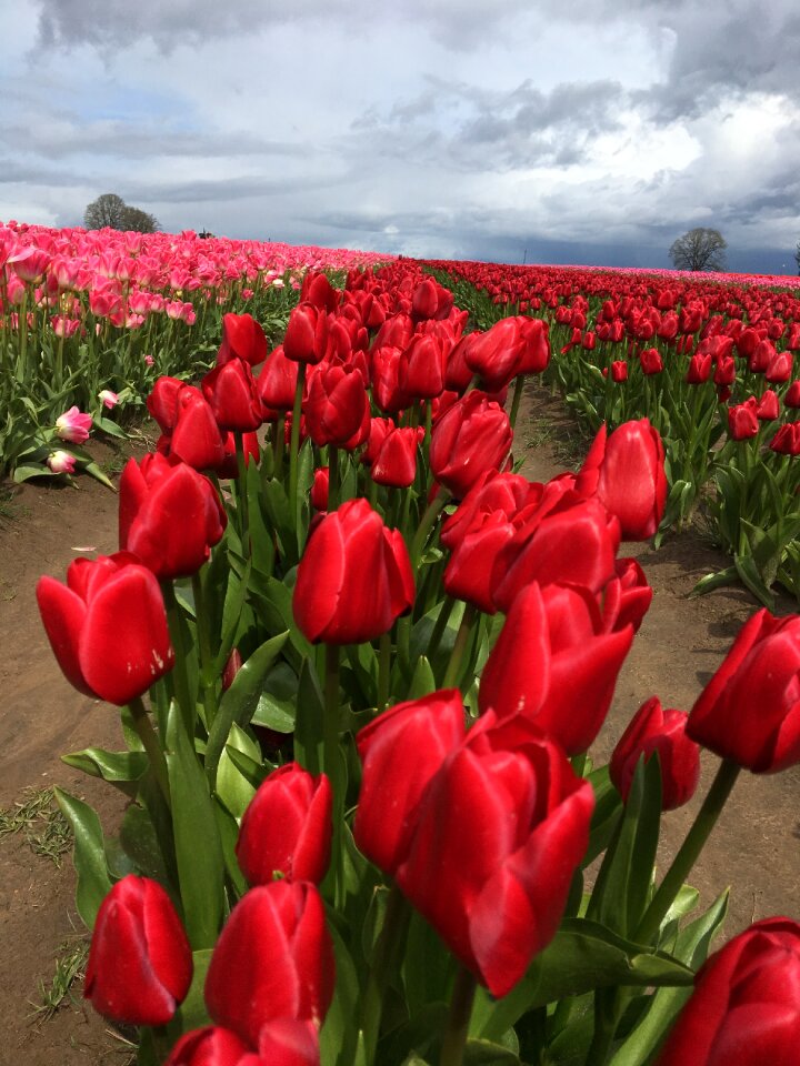 Blossom garden blooming