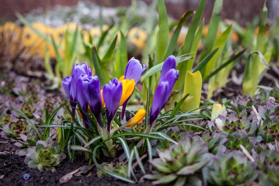 Greens purple blue