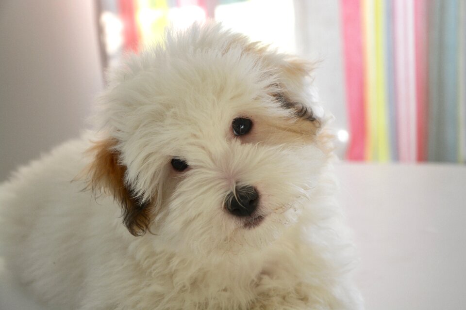Dog cotton tulear animal domestic