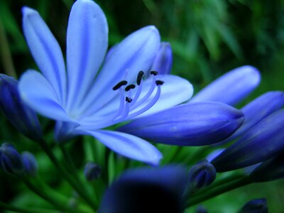 Plant close up blue photo