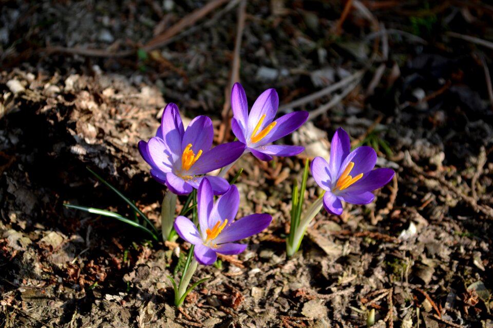 Plant violet garden photo