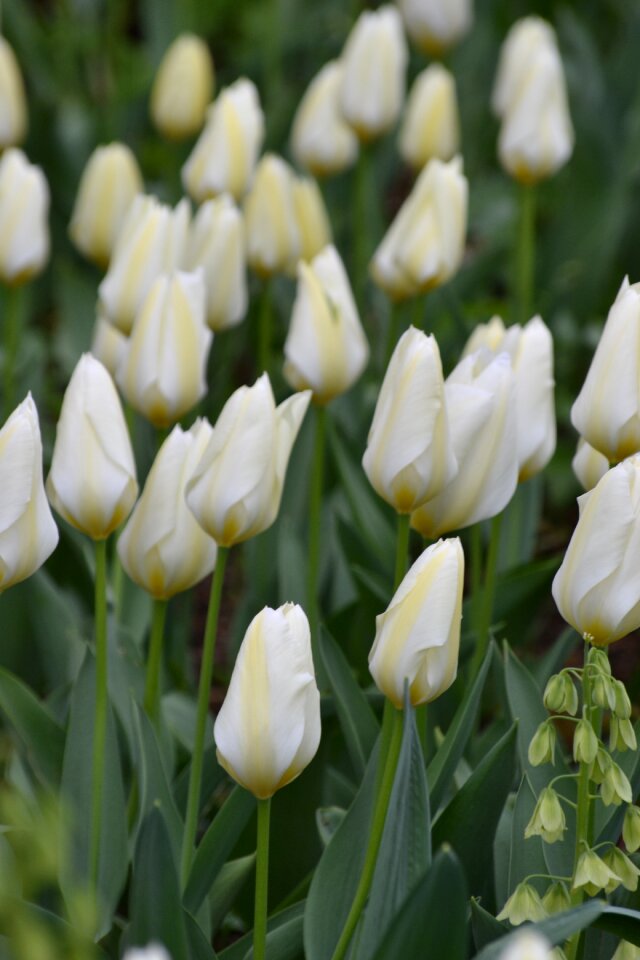 Spring spring awakening garden