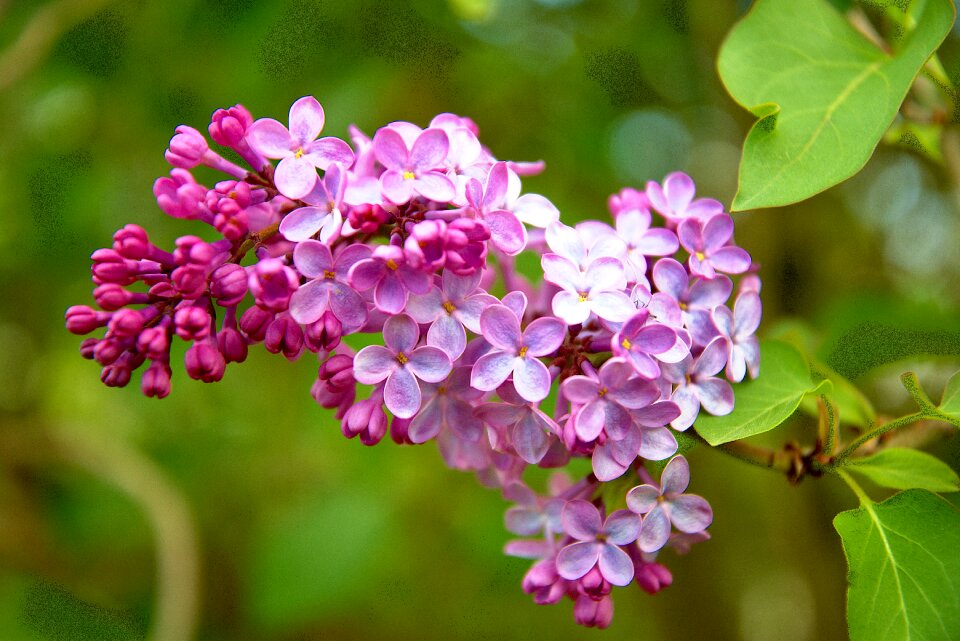 Pink bloom purple