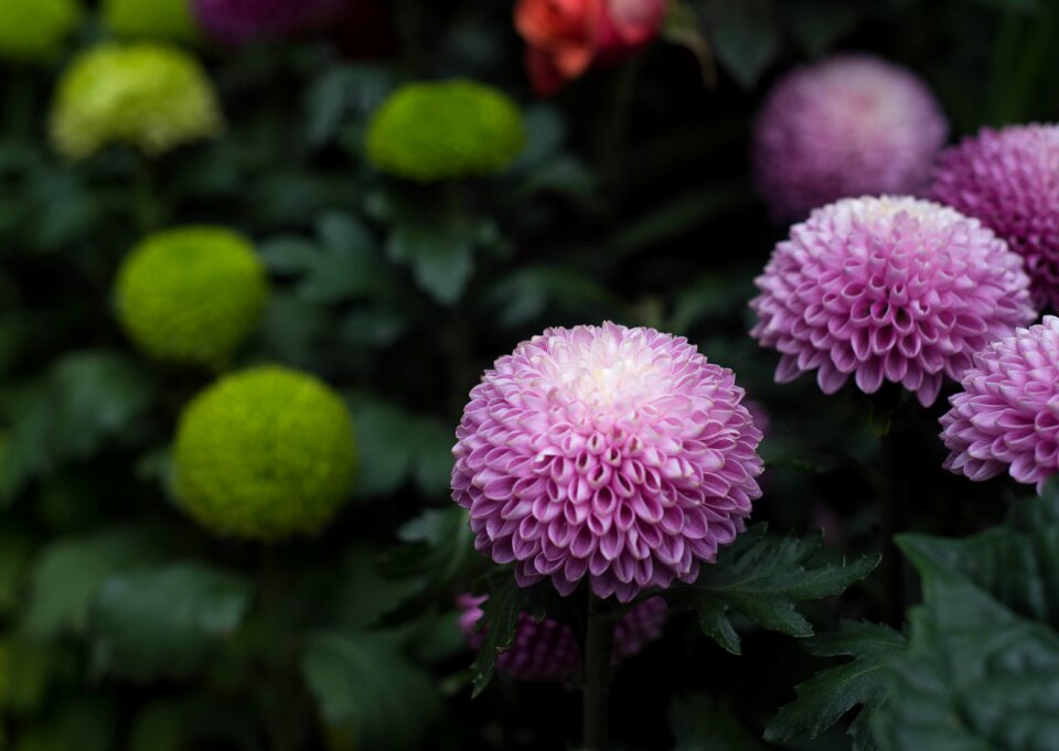 Marigold honeycomb daisy grass hibiscus