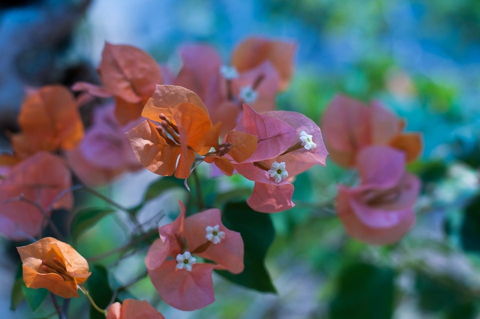 Singapore natural blossom